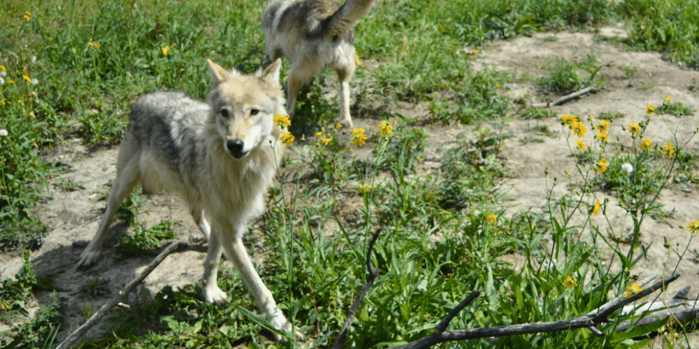 portugal- wolf-conservation-lisbon-experience-upd-2