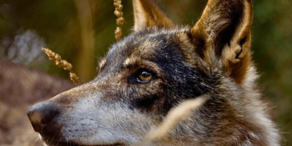 portugal- wolf-conservation-lisbon-experience-upd-3