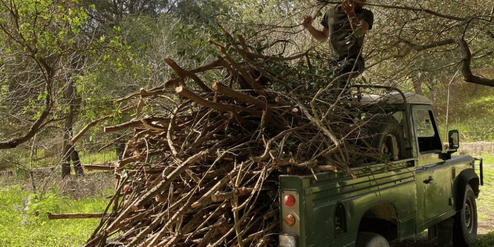 portugal- wolf-conservation-lisbon-experience-upd-4
