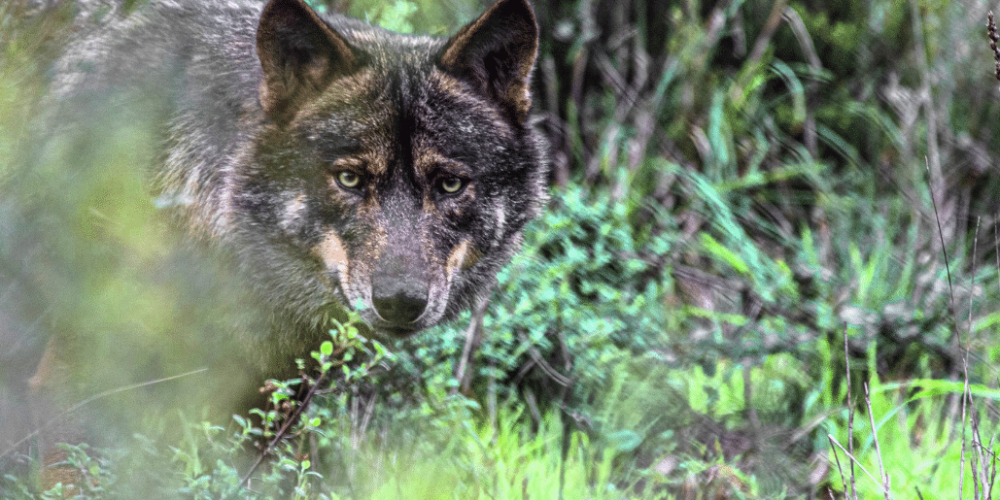 portugal- wolf-conservation-lisbon-experience-upd-5