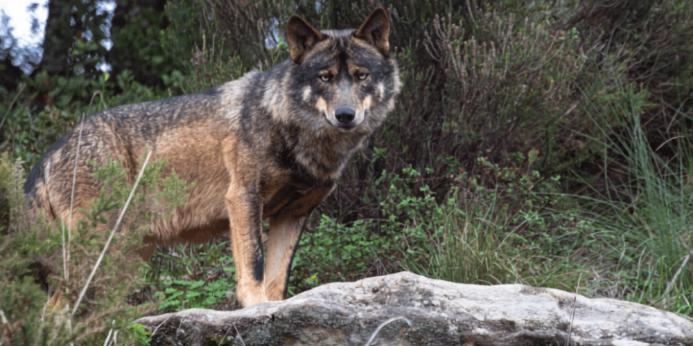 portugal- wolf-conservation-lisbon-experience-upd-6