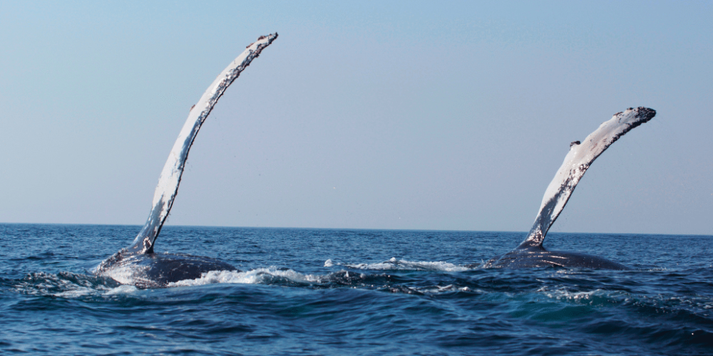 sardine-run-ocean-expedition-10