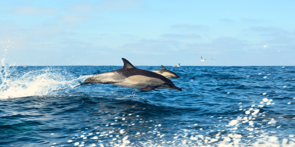sardine-run-ocean-expedition-11