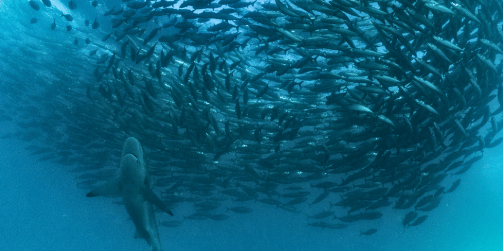 sardine-run-ocean-expedition-13