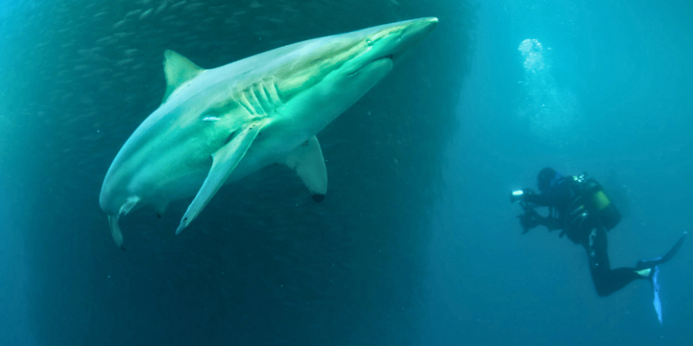 sardine-run-ocean-expedition-14