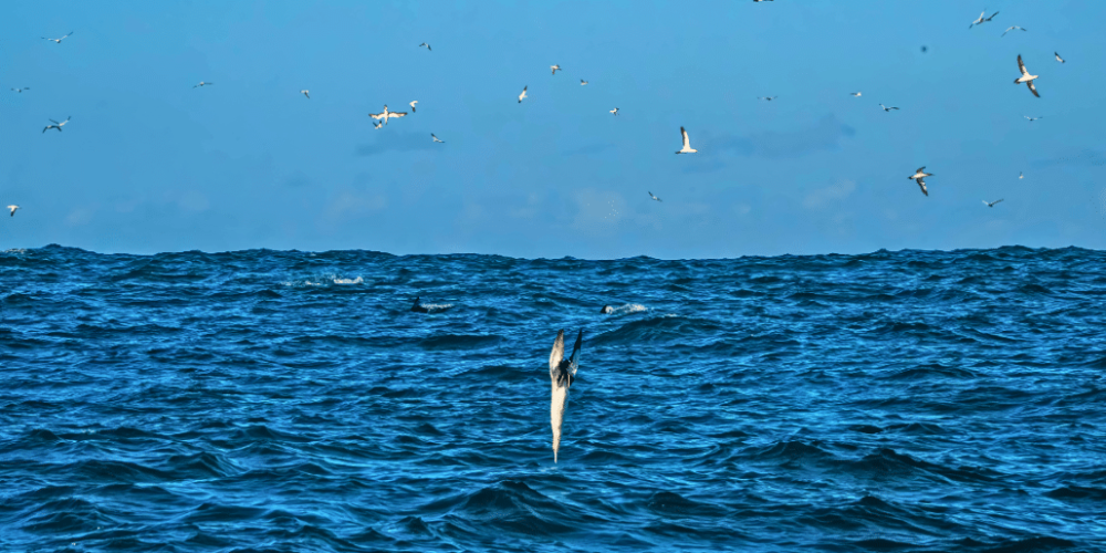 sardine-run-ocean-expedition-2