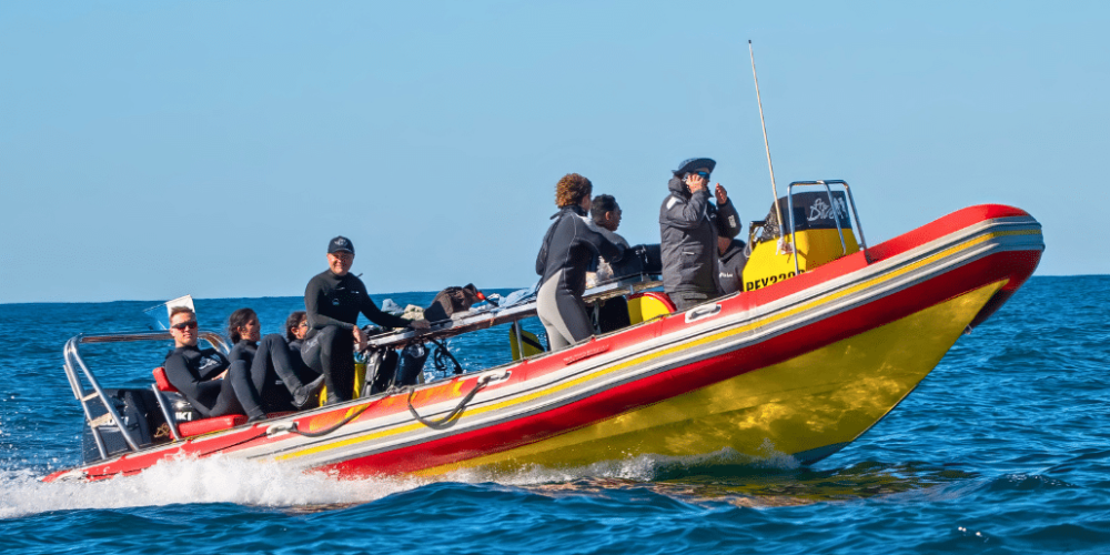 sardine-run-ocean-expedition-21