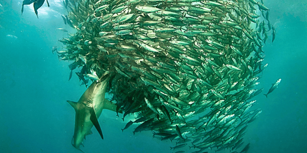 sardine-run-ocean-expedition-26
