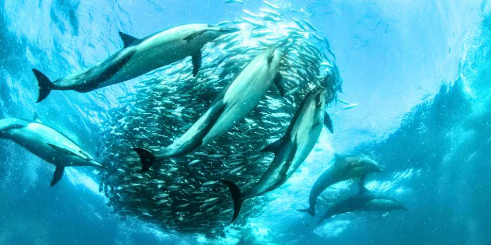 sardine-run-ocean-expedition-27