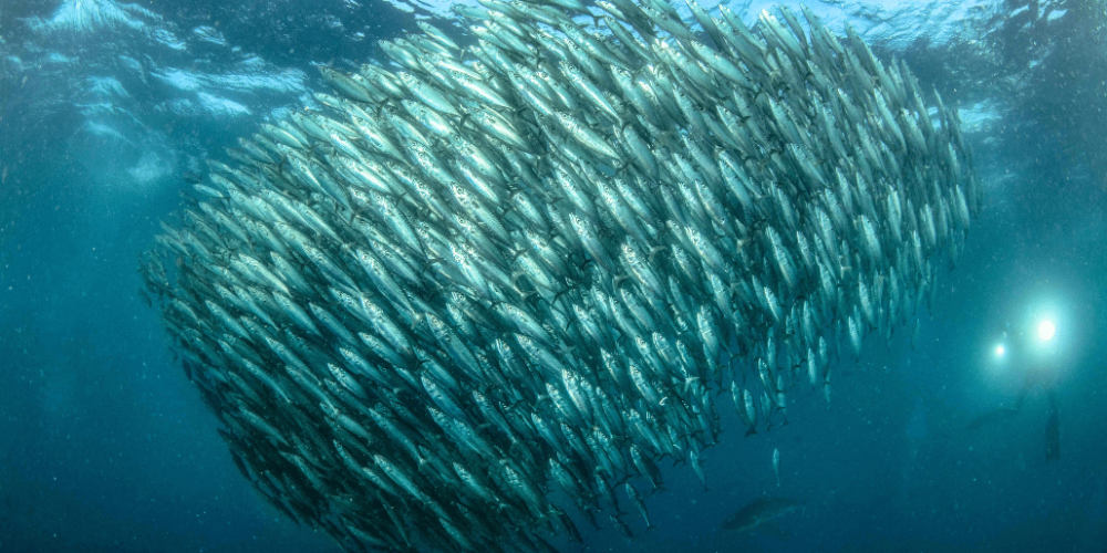 sardine-run-ocean-expedition-28