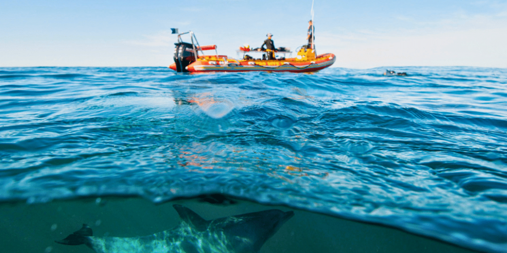 sardine-run-ocean-expedition-29