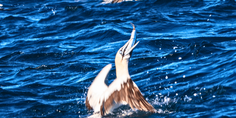 sardine-run-ocean-expedition-31 (2)