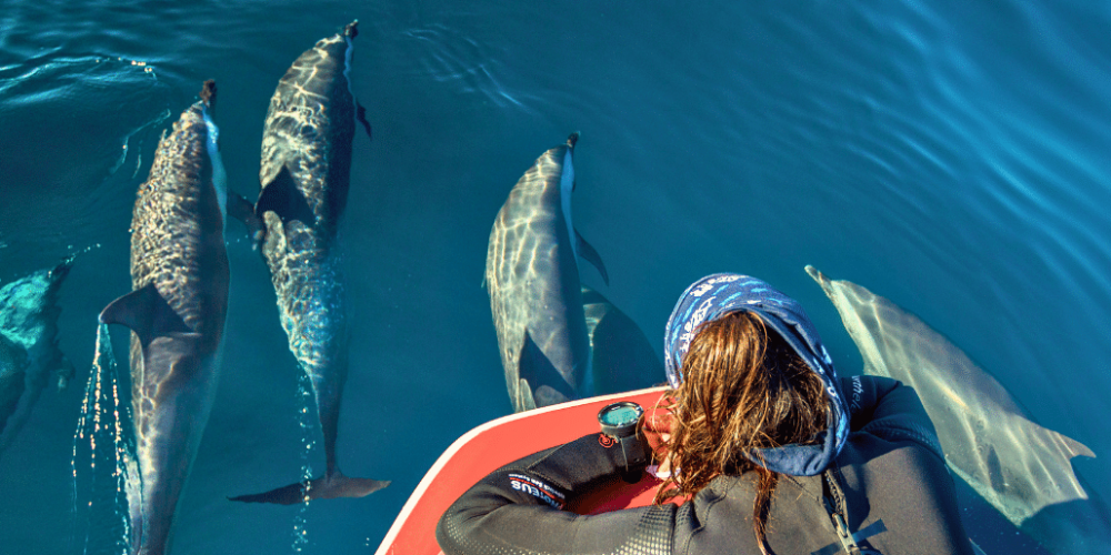 sardine-run-ocean-expedition-31