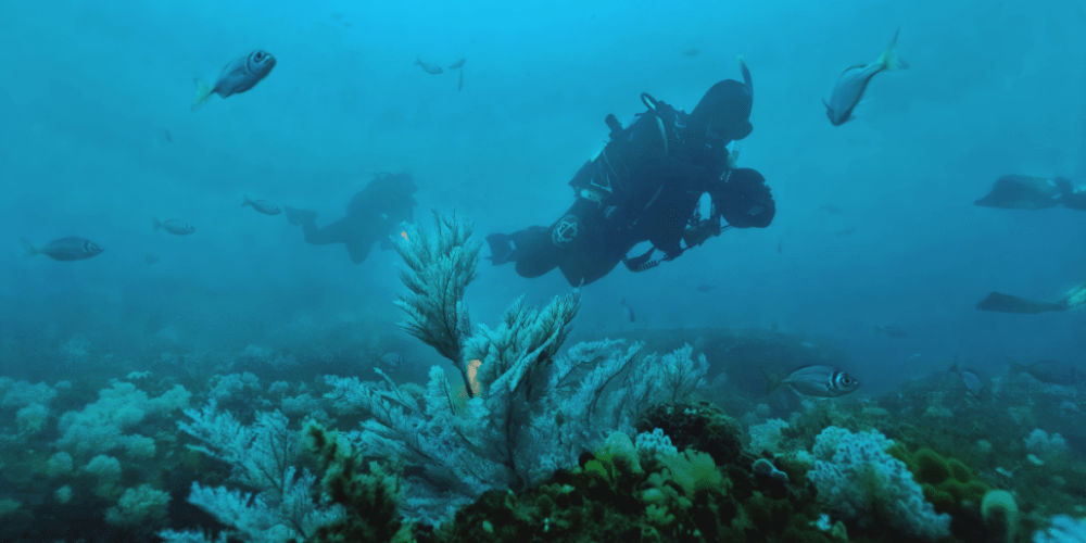 sardine-run-ocean-expedition-4