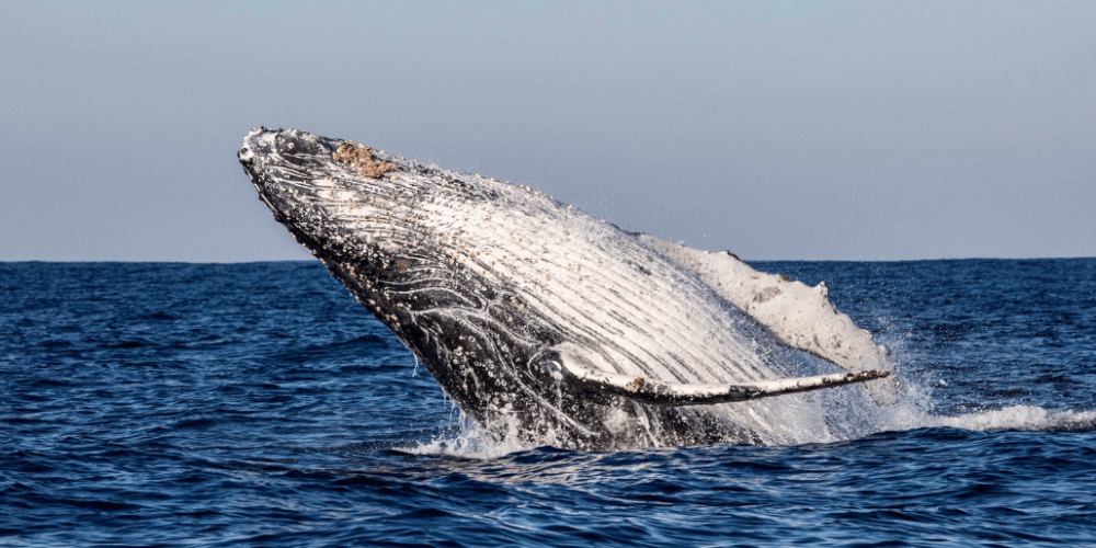 sardine-run-ocean-expedition-5