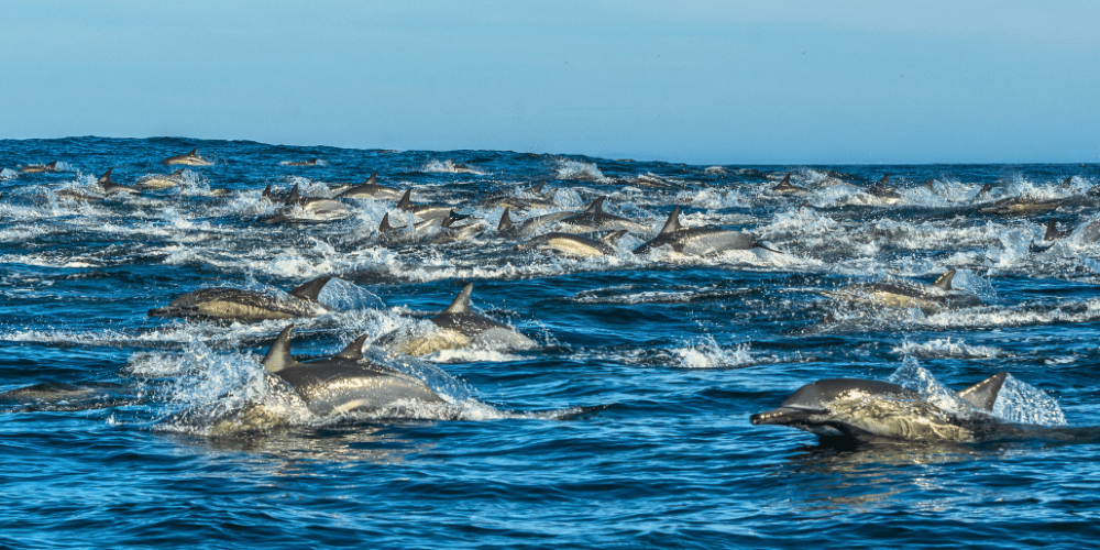 sardine-run-ocean-expedition-6
