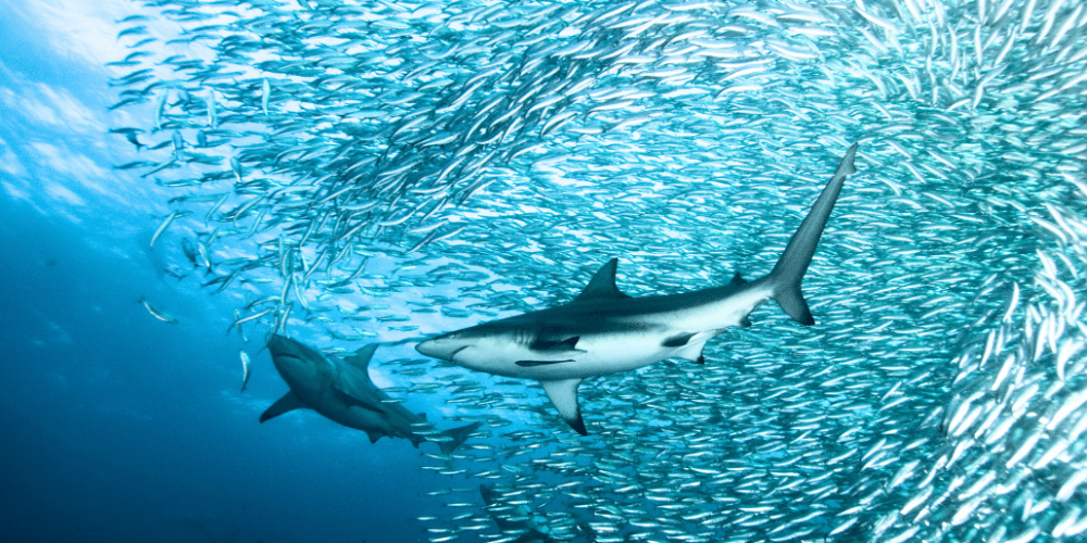 sardine-run-ocean-expedition-7