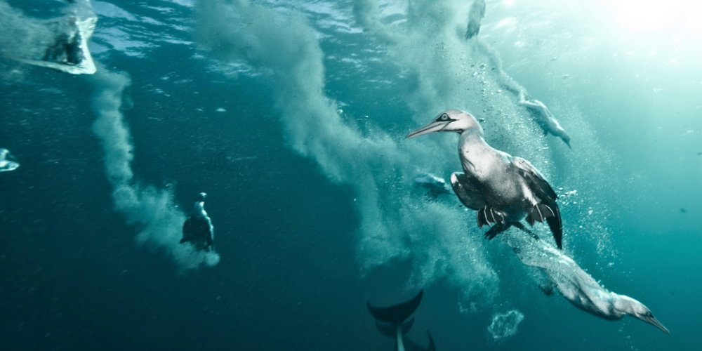 sardine-run-ocean-expedition-8