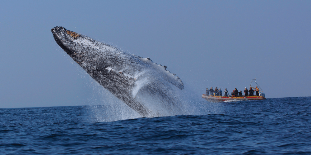 sardine-run-ocean-expedition-9