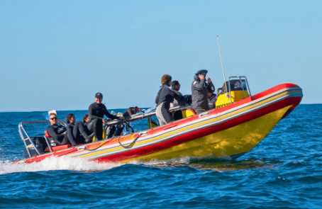 sardine-run-ocean-expedition-main-1