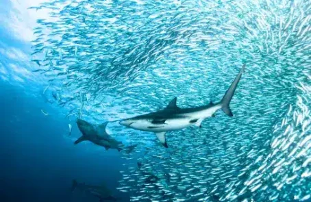 sardine-run-ocean-expedition-main-4.png