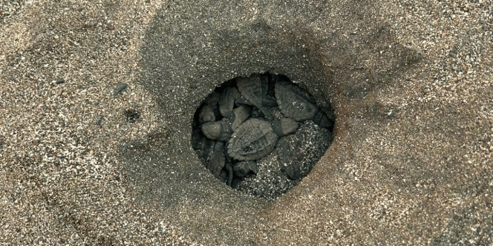 sea-turtle-conservation-eco-community-living-11