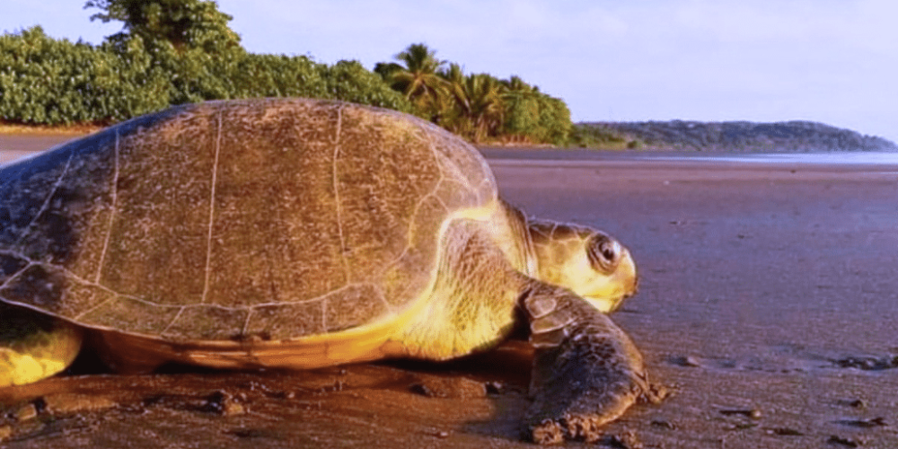 sea-turtle-conservation-eco-community-living-12