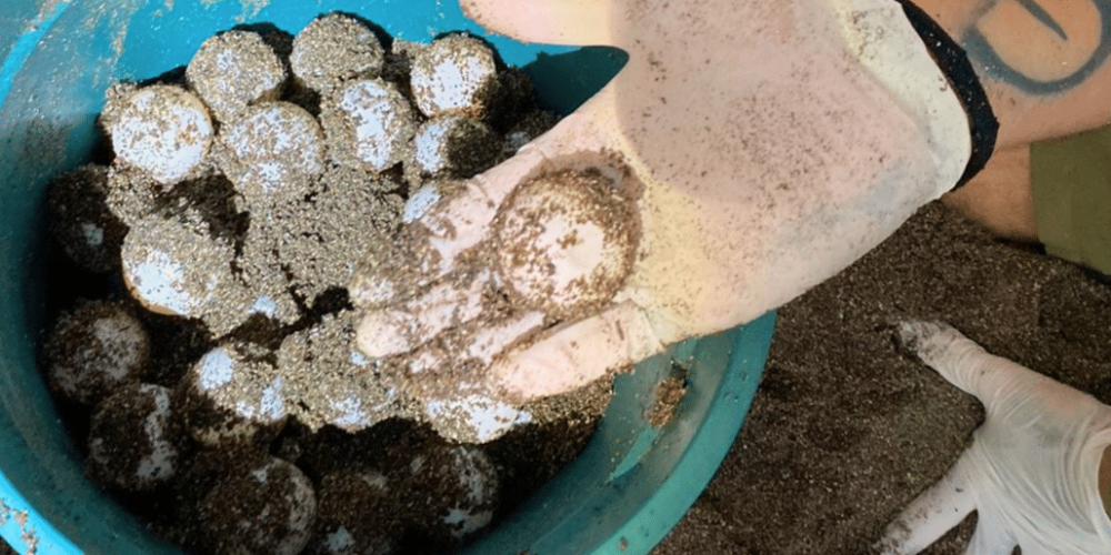 sea-turtle-conservation-eco-community-living-13