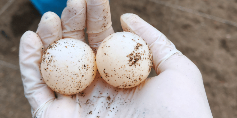 sea-turtle-conservation-eco-community-living-15