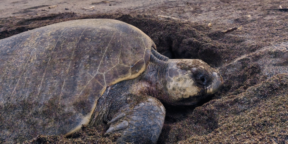 sea-turtle-conservation-eco-community-living-17