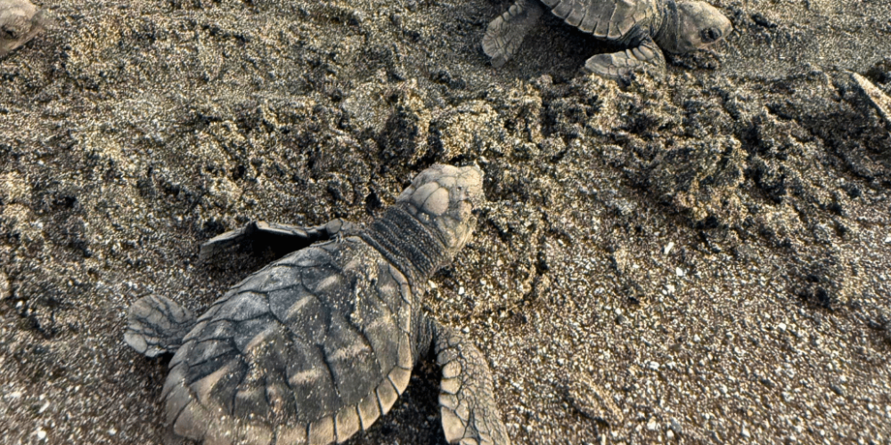 sea-turtle-conservation-eco-community-living-18