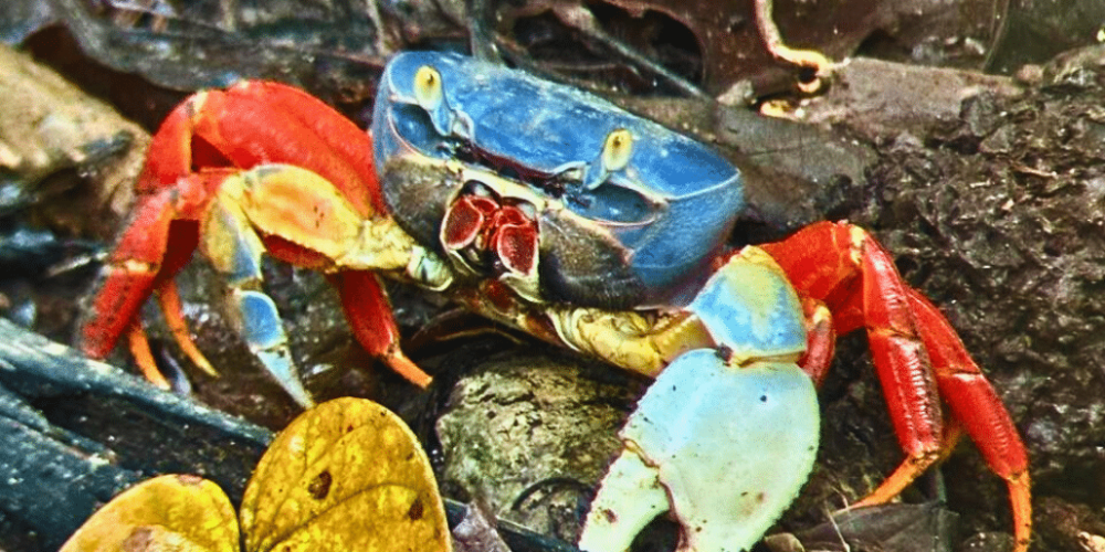 sea-turtle-volunteering-&-adventure-tour-for-teenagers-38