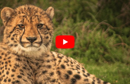 south-africa-african-wildlife-conservation-private-reserve-main-7