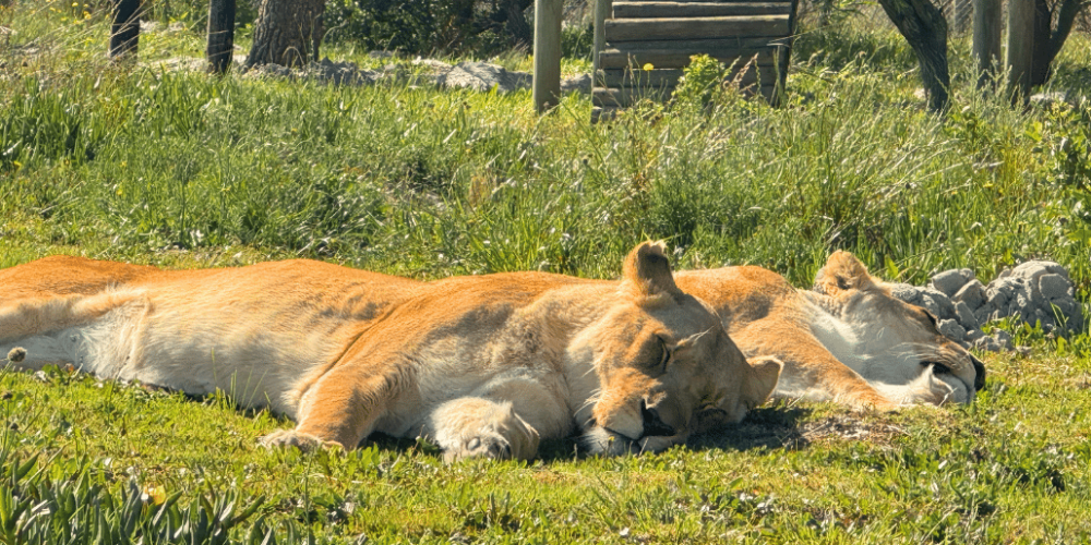 south-africa-big-cat-refuge-&-marcela-1