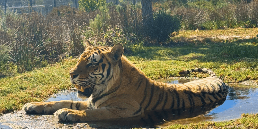 south-africa-big-cat-refuge-&-marcela-15