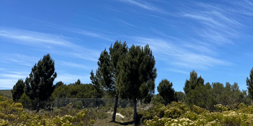 south-africa-big-cat-refuge-&-marcela-19