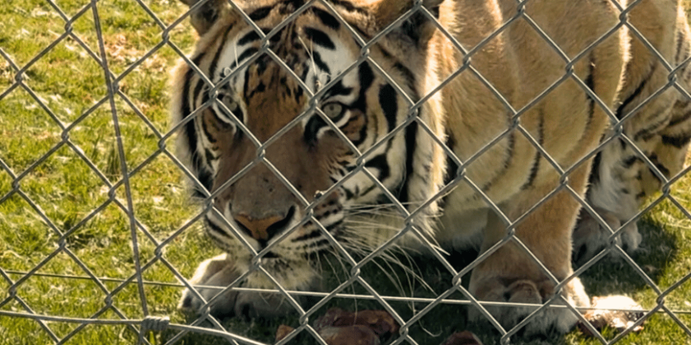 south-africa-big-cat-refuge-&-marcela-26
