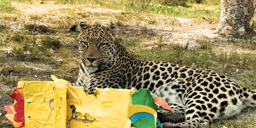 south-africa-big-cat-refuge-&-marcela-27