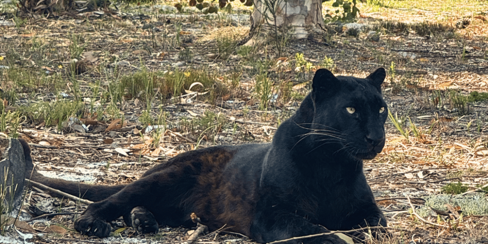 south-africa-big-cat-refuge-&-marcela-28