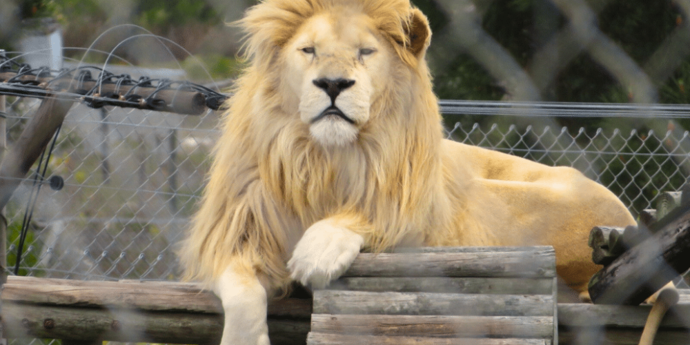 south-africa-big-cat-refuge-&-marcela-31