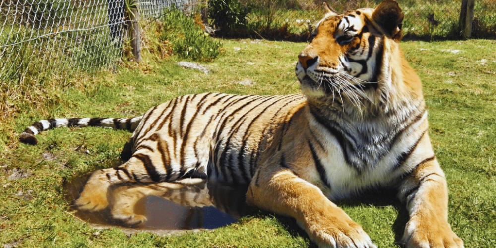 south-africa-big-cat-refuge-&-marcela-33