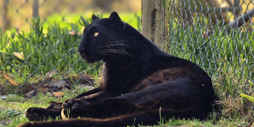 south-africa-big-cat-refuge-&-marcela-36