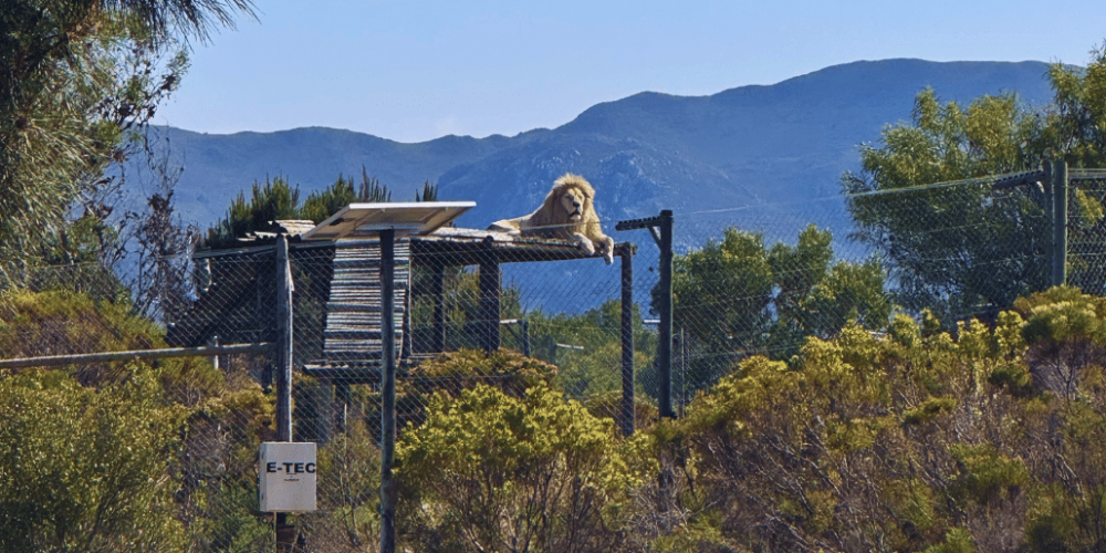 south-africa-big-cat-refuge-&-marcela-6