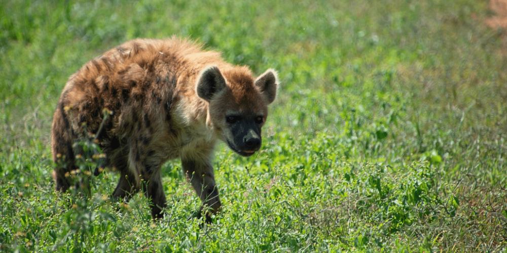 south-africa-lion-tiger-rescue-wildlife-sanctuary-15