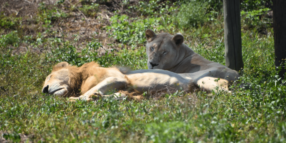 south-africa-lion-tiger-rescue-wildlife-sanctuary-16