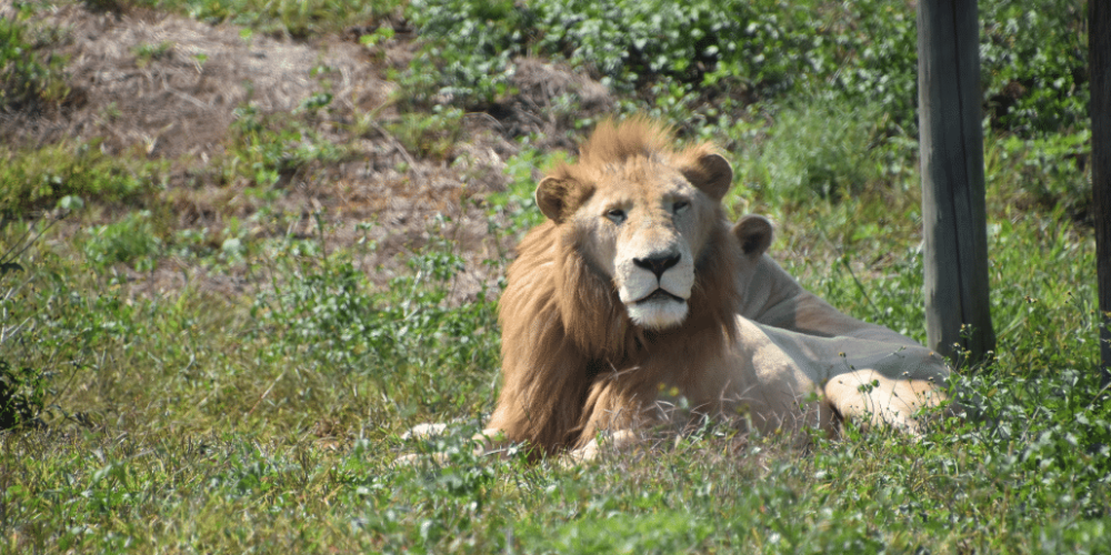 south-africa-lion-tiger-rescue-wildlife-sanctuary-17