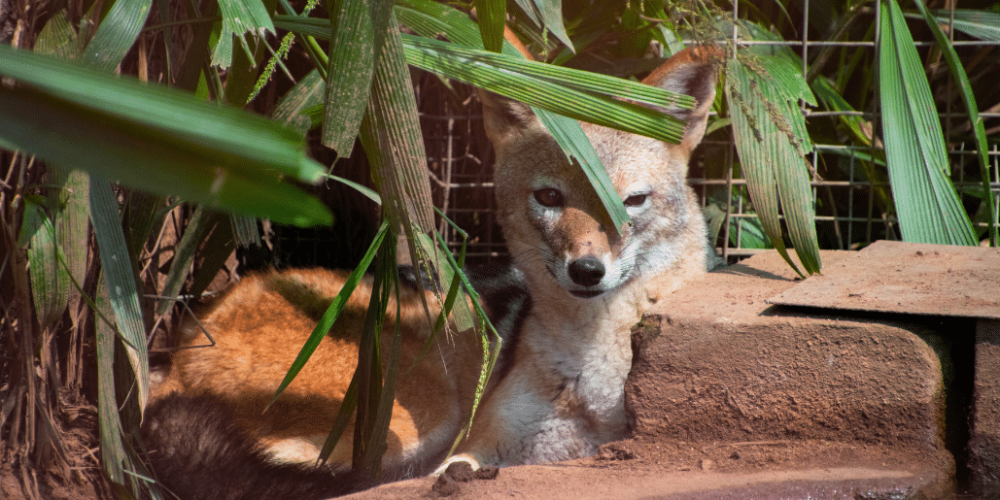 south-africa-lion-tiger-rescue-wildlife-sanctuary-18