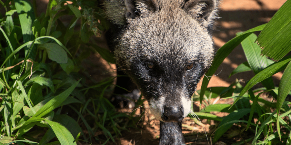 south-africa-lion-tiger-rescue-wildlife-sanctuary-19