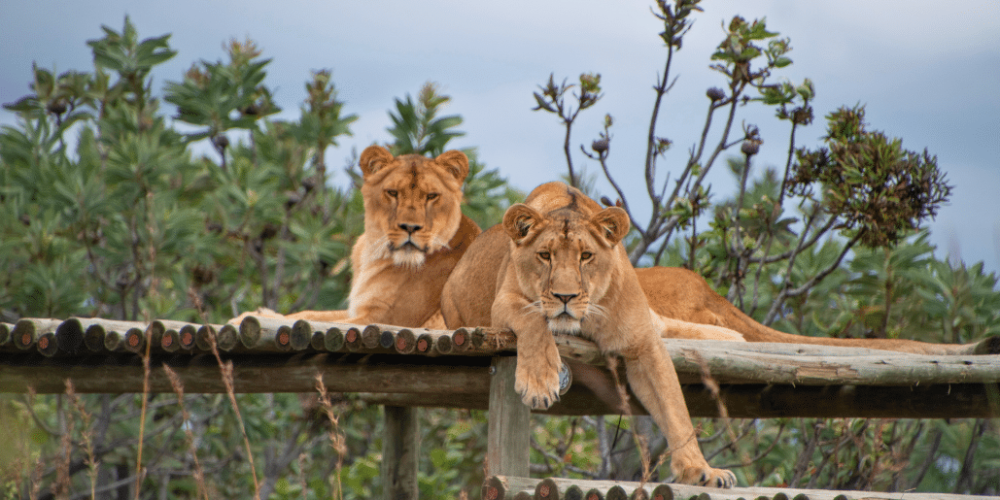 south-africa-lion-tiger-rescue-wildlife-sanctuary-20