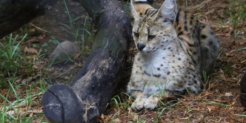 south-africa-lion-tiger-rescue-wildlife-sanctuary-22